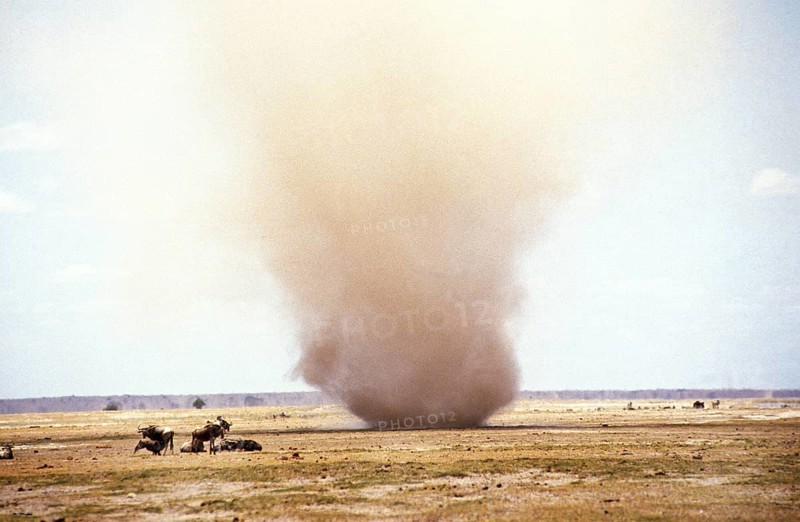 White-tailed gnu (connochaetes gnou), Sand Tornado, Kenya, Africa