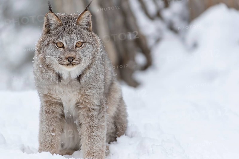 A bobcat hunts for prey in a snowy forest habitat