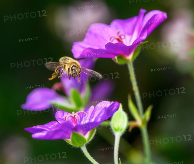 Flying bee at purple geranium flowers