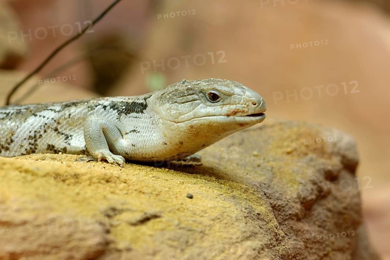 Blue-tongued skink