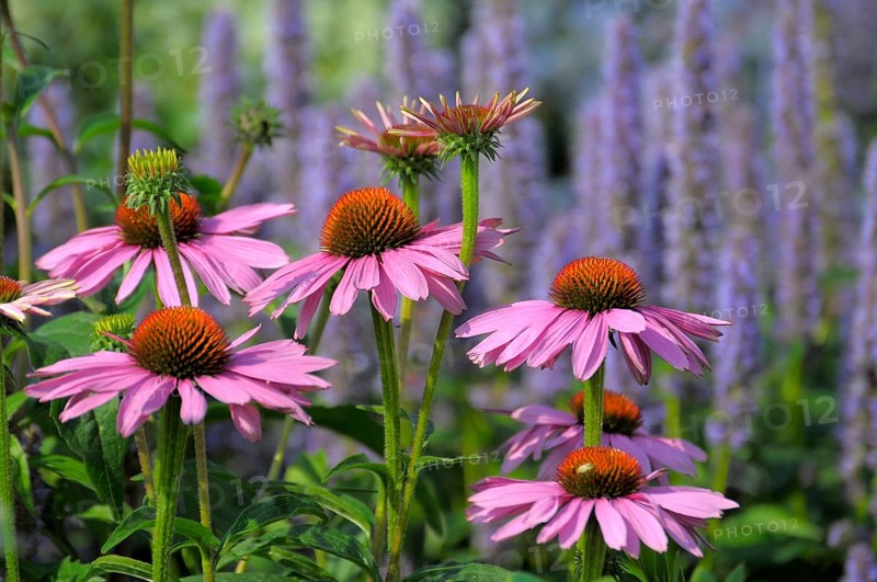 Purple cone flower (Echinacea purpurea)