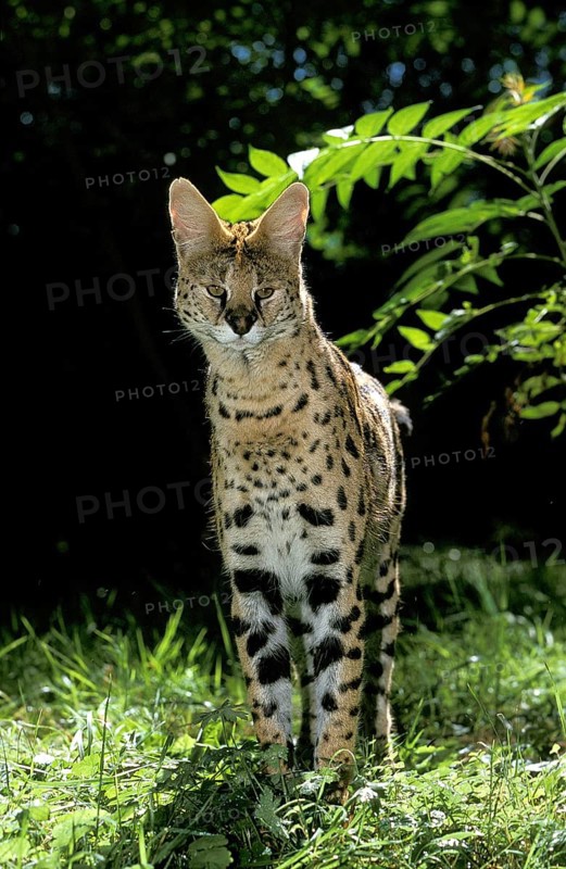 SERVAL (leptailurus serval), ERWACHSENER AUF GRAS
