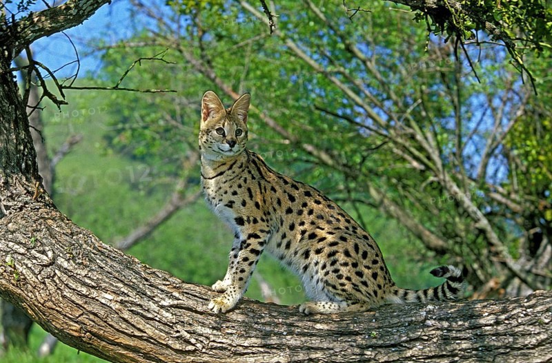 Serval (leptailurus serval), adult on branch