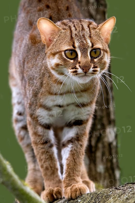 Rusty-Spotted Cat (prionailurus rubiginosus) standing on Branch