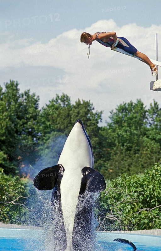 Killer Whale (orcinus orca), Marineland at Antibes in France