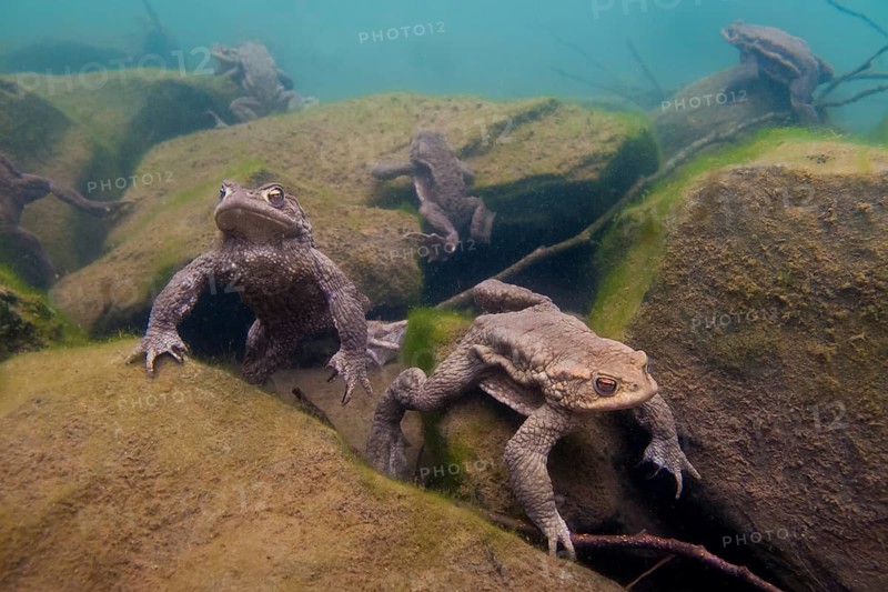 Common toad (Bufo bufo), under water, Rhineland-Palatinate, Germany, Europe