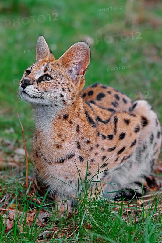 Serval (Felis serval)