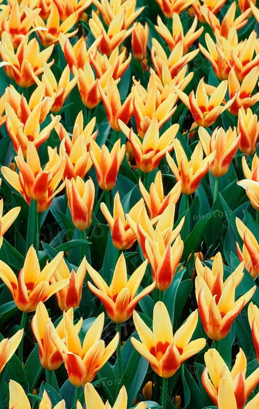 Tulips 'Corona' (Tulips kaufmanniana) (Europe) (Netherlands) (Plants) (Flowers) (Lily family) (Liliaceae) (Bulbous plants) (Garden plant) (Flowering) (Pattern) (Lush) (Red) (Yellow) (Spring) (Vertical)