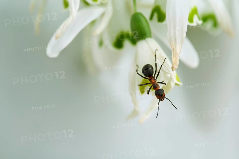 Close-up of forest ant on snowdrop flower