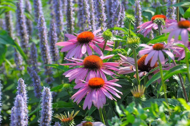Purple cone flower (Echinacea purpurea)
