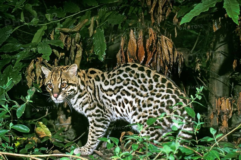 Ocelot (leopardus pardalis), adult
