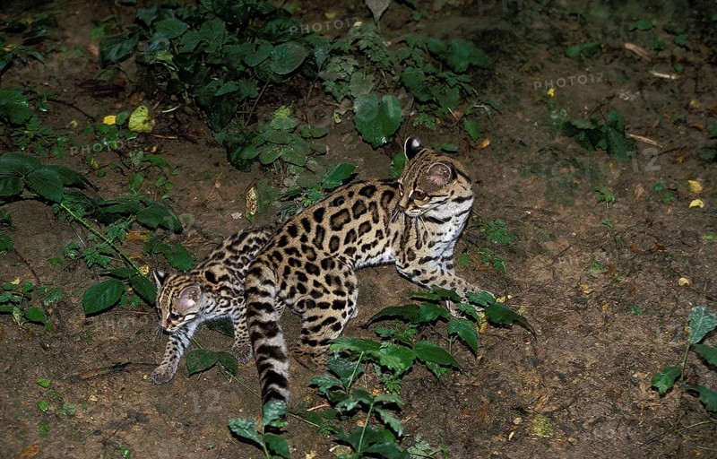 Margay (leopardus wiedii), mother with kitten