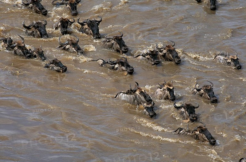 Blue wildebeest (connochaetes taurinus), herd crossing the Mara River during reflection, Masai Mara Park in Kenya