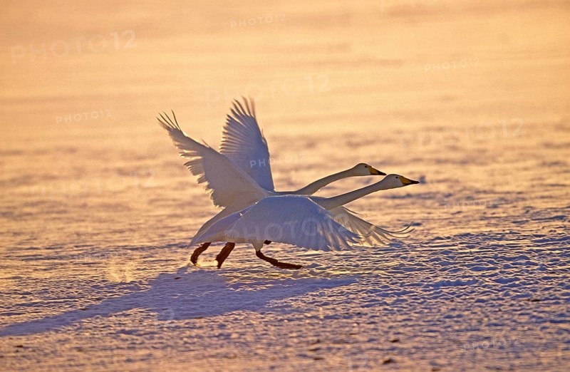 Whooper swan (cygnus cygnus), pair taking off from frozen lake, Hokkaido Island, Japan, Asia