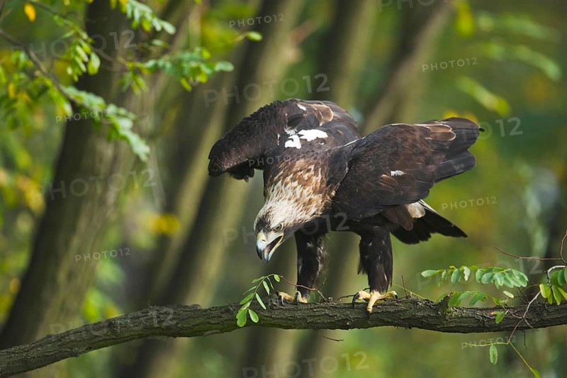 Eastern Imperial Eagle (Aquila heliaca), Marchauen, Lower Austria, Austria, Europe