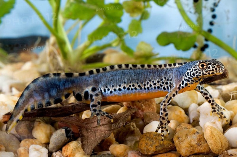 Alpine newt (Triturus alpestris), male