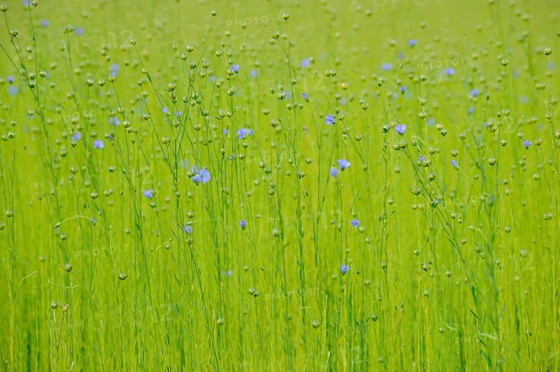 Common Flax (Linum usitatissimum)