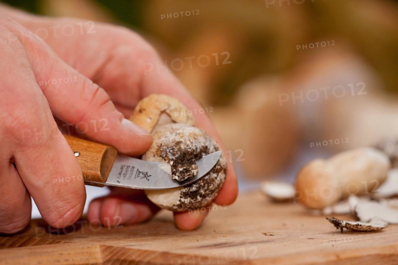 King bolete (Boletus edulis) mushroom cleaning, mushroom knife, hand, Rhineland-Palatinate, Germany, Europe