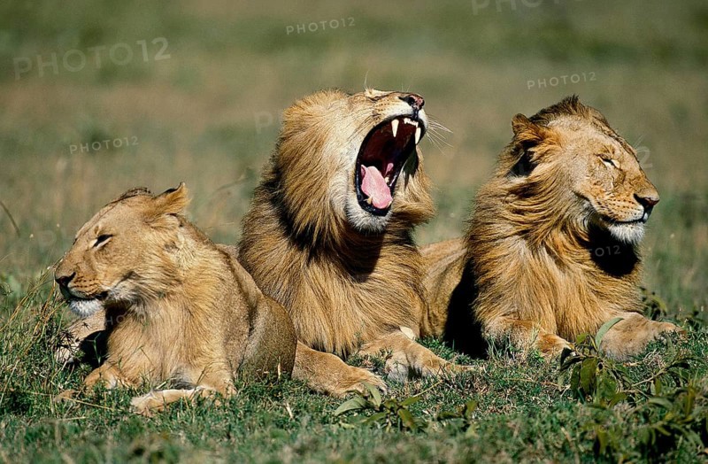 African Lion (panthera leo), Juvenile Males laying on Grass, Yawning, Masai Mara Park in Kenya