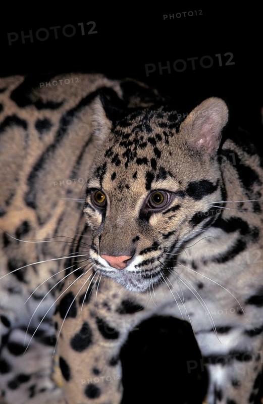 CLOUDED LEOPARD (neofelis nebulosa), PORTRAIT OF ADULT