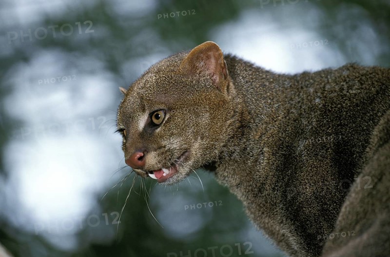 Jaguarundi, herpailurus yaguarondi, portrait of an adult