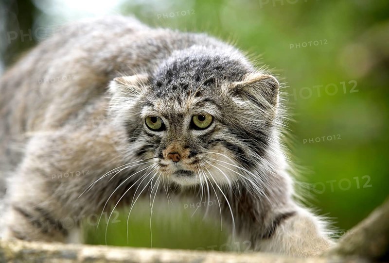 Pallas's cat (otocolobus manul) or Pallas' cat, adult on branch