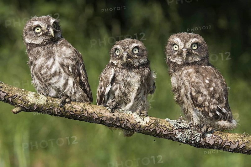 Little owls (Athene noctua), branchlings, Germany, Europe