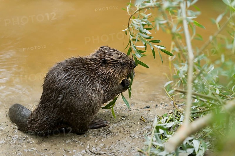 European beaver (Castor fiber), juvenile, Rosenheim, Bavaria, Germany, Europe