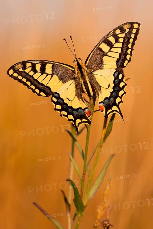 Swallowtail (Papilio machaon) North Rhine-Westphalia, Germany, Europe