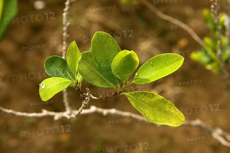 COCA-PLANTAGE (erythroxylum coca), COCAIN-producing LEAVES, PERU