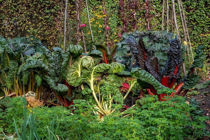 Autumn kitchen garden