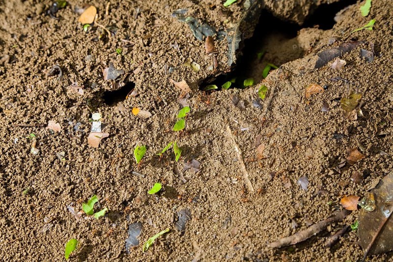 Leafcutter ants carry leaves (Atta cephalotes), ant, ants, Costa Rica, Central America