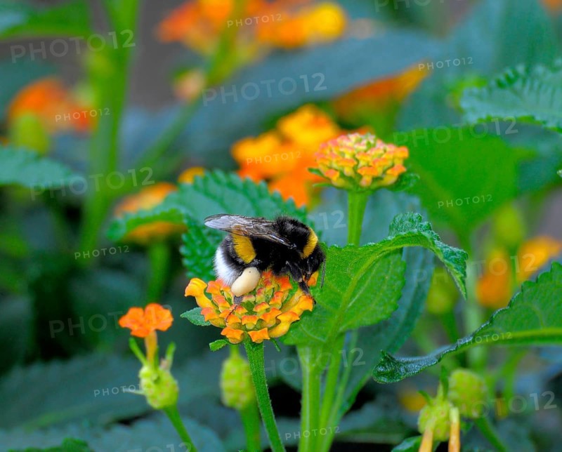 Bumblebee on sunflower