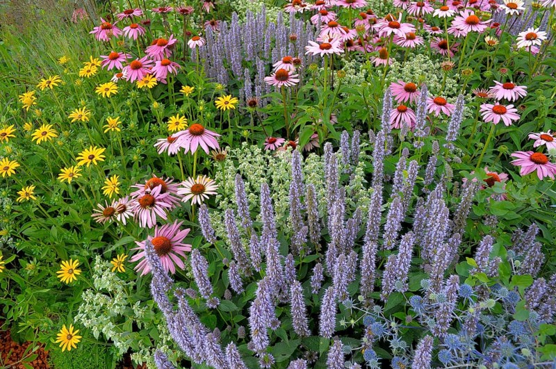 Perennial flowers in the garden, purple cone flower (Echinacea purpurea)