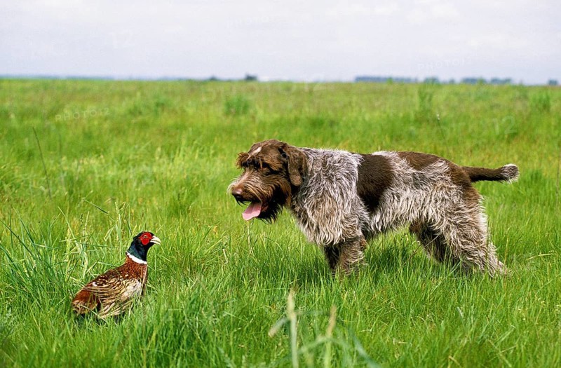 Korthal hound or wirehaired Griffon hound hunting pheasant