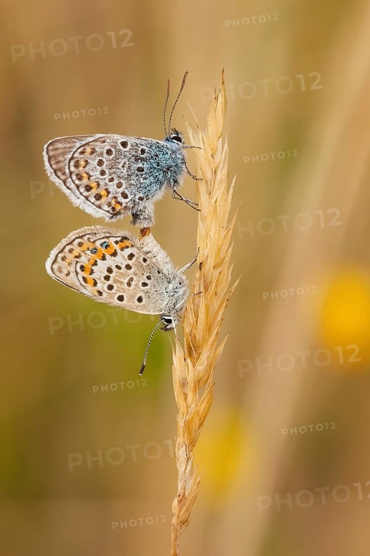 Silver-studded blue (Plebejus argus) Mating, North Rhine-Westphalia, Germany, Europe