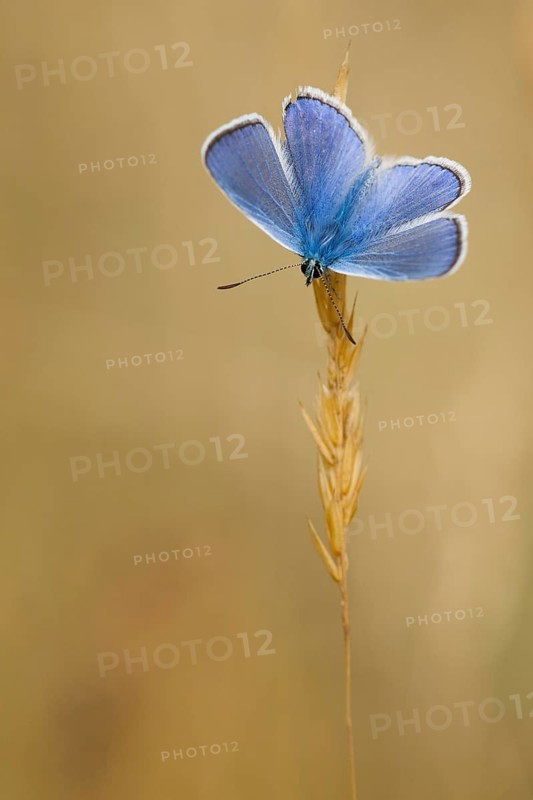 Common blue butterfly (Polyommatus icarus) Germany