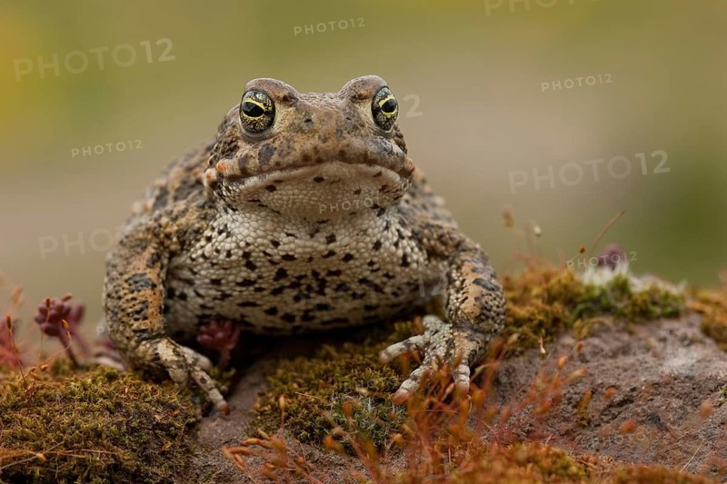 Natterjack toad (Epidalea calamita), Germany, Europe