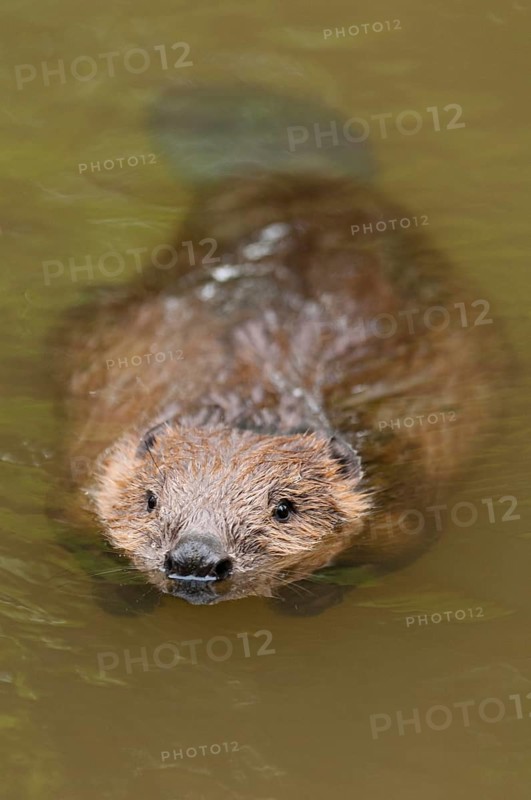 European beaver (Castor fiber), Rosenheim, Bavaria, Germany, Europe