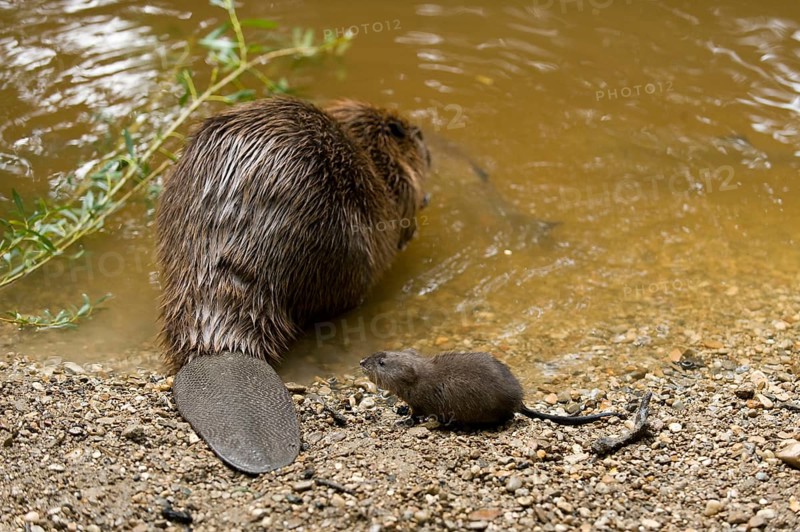 European beaver (Castor fiber) and chub (Squalius cephalus), Rosenheim, Bavaria, Germany, Europe
