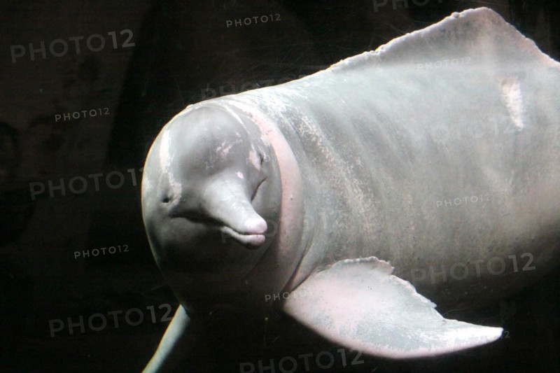 Amazon dolphin