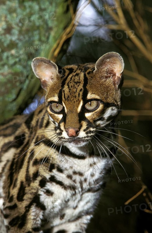 Margay cat, leopardus wiedi, portrait of an adult