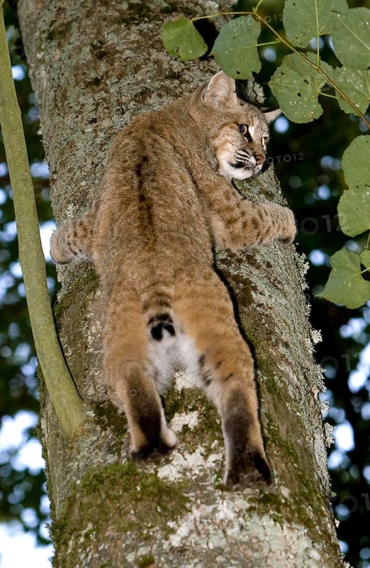Sand Cat (felis margarita), Adult Climbing Tree Trunk