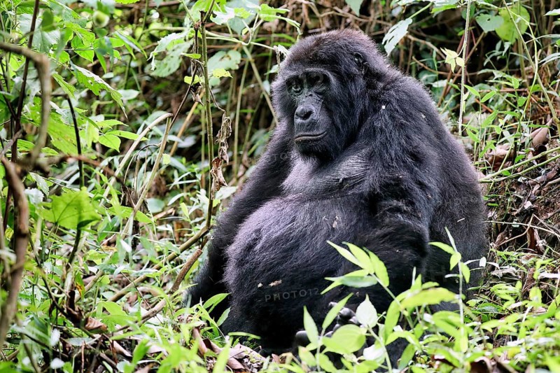 Old Mountain Gorilla (Gorilla beringei beringei) at Bwindi Impenetrable National Park Uganda