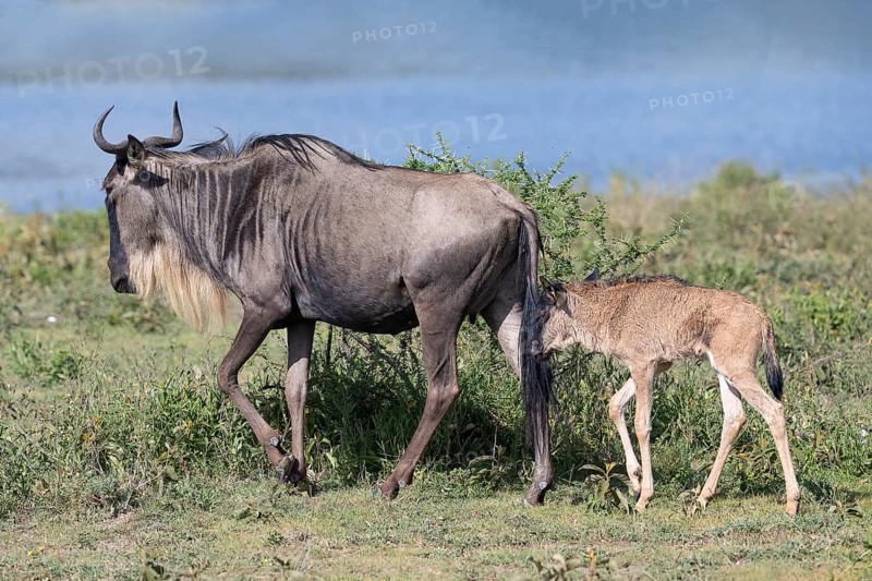 Wildebeest (Connochaetes), cow with calf, Ndutu Conservation Area, Tanzania, Africa