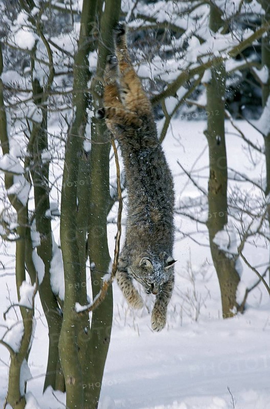 BOBCAT (lynx rufus), ADULT LEAPING FROM TREE, CANADA