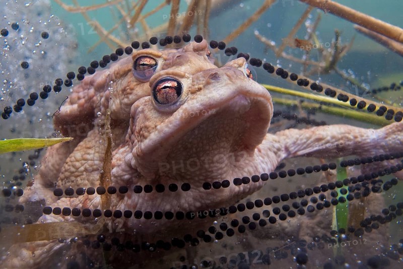 Common toad (Bufo bufo) mating, under water, spawn, Rhineland-Palatinate, Germany, Europe