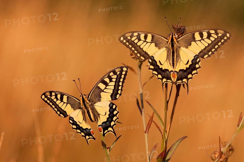 Swallowtail (Papilio machaon) North Rhine-Westphalia, Germany, Europe