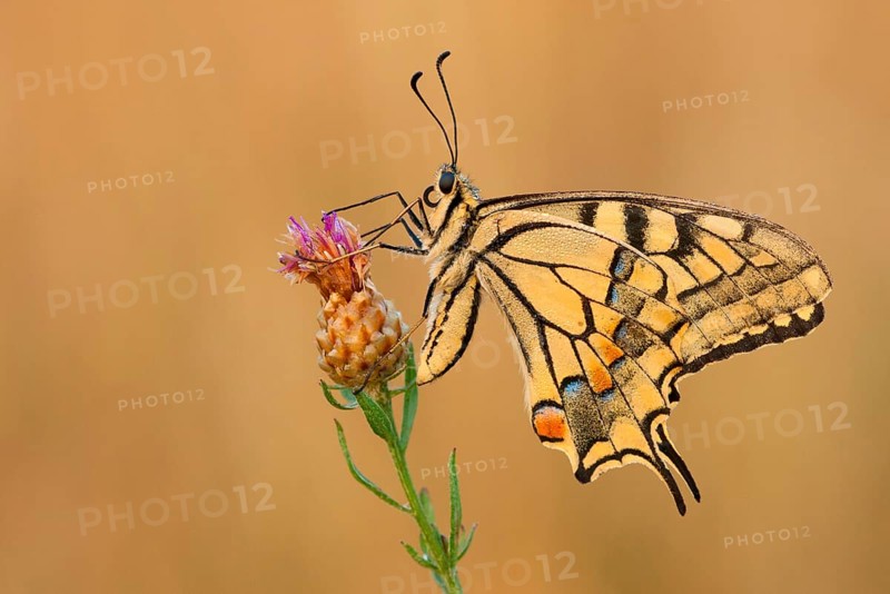 Swallowtail (Papilio machaon) North Rhine-Westphalia, Germany, Europe