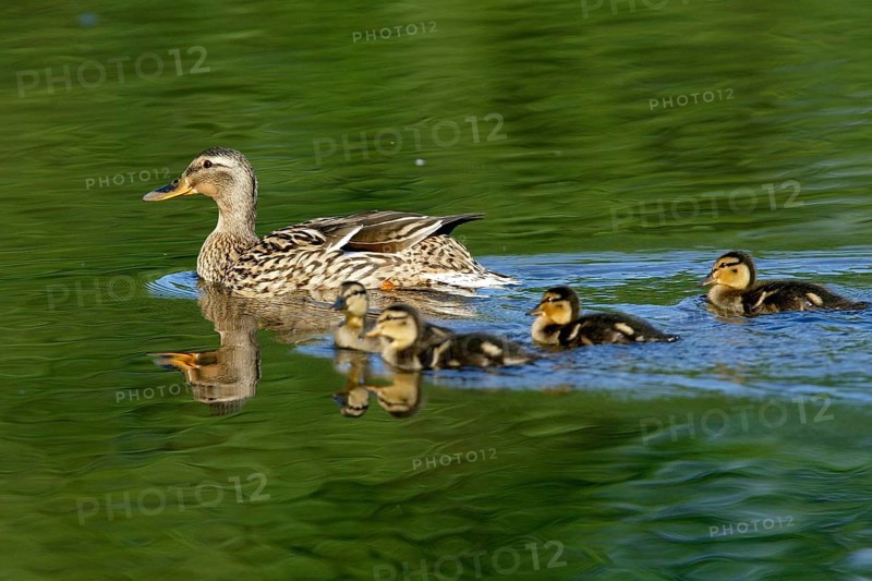 Mallard with young ducklings